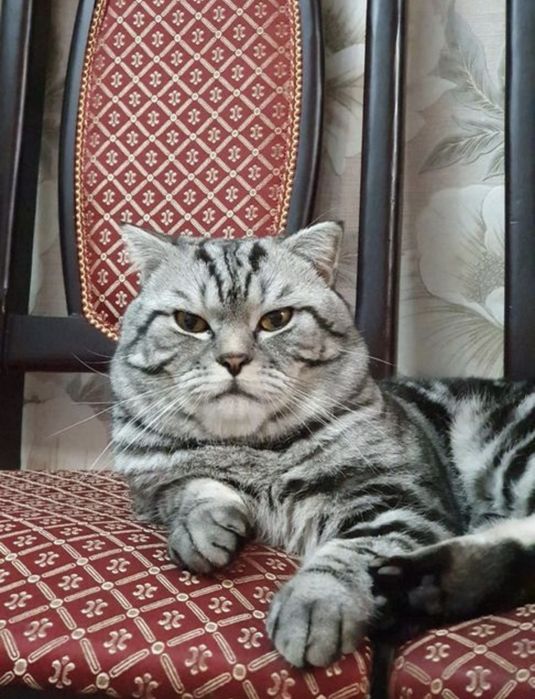 Продам вислоухих шотландских котят