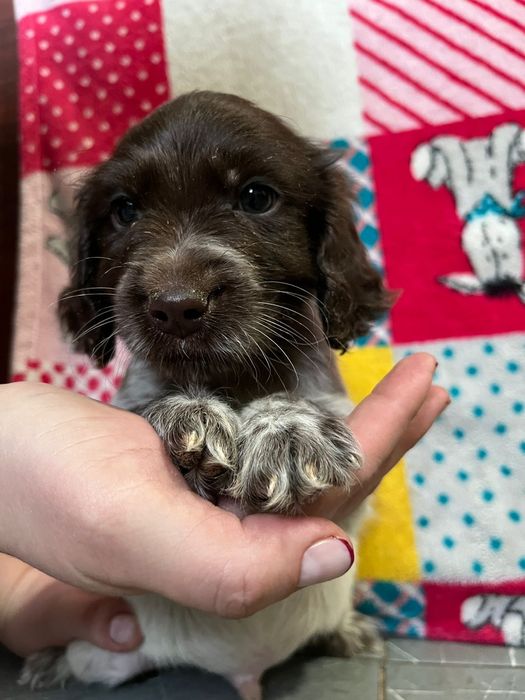 Русский охотничьи спаниель