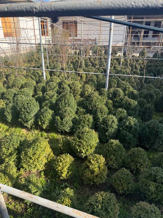 Shamshot bor 5 yilli