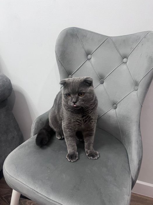 Ищем кошку для случки