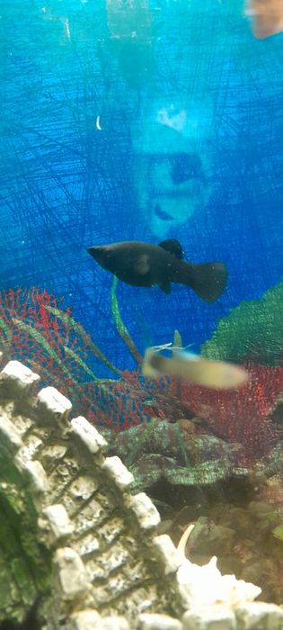 Продам моллинезий по 200 тг.