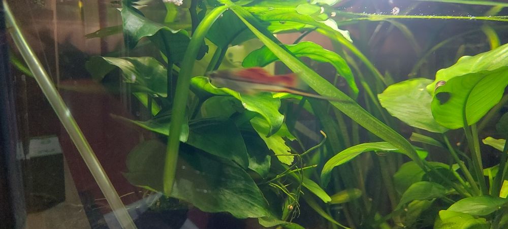 Anubias cu buturuga
