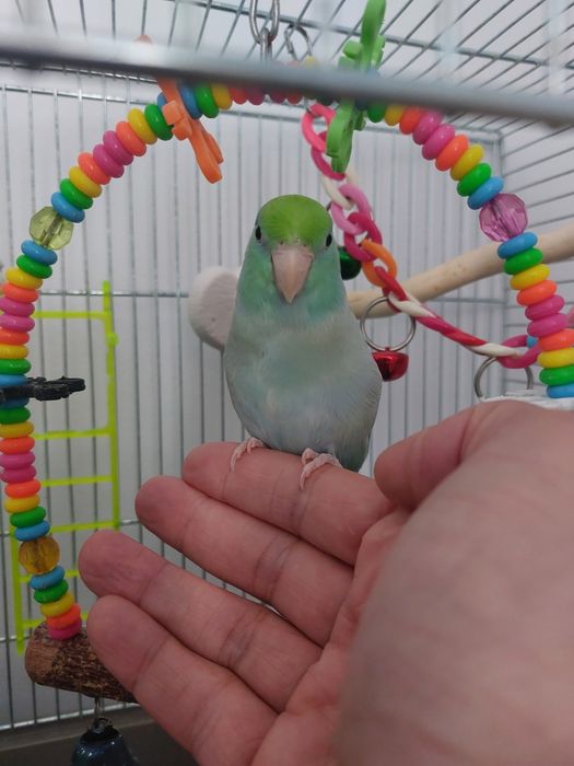 Papagal forpus mascul – crescut la seringă, foarte sociabil