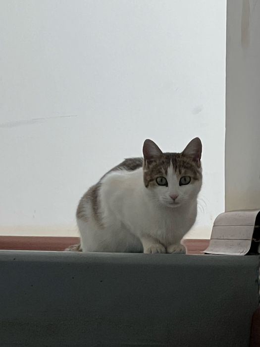 Отдам в добрые руки