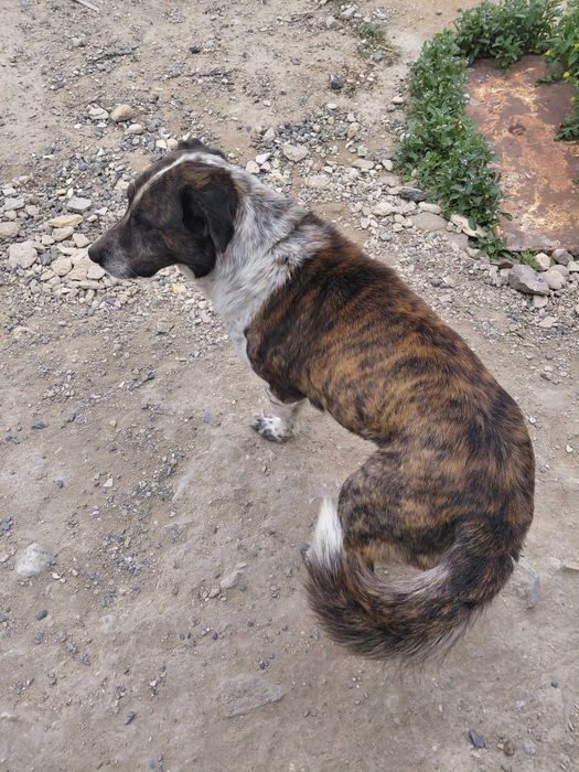 Собака хорошие руки.