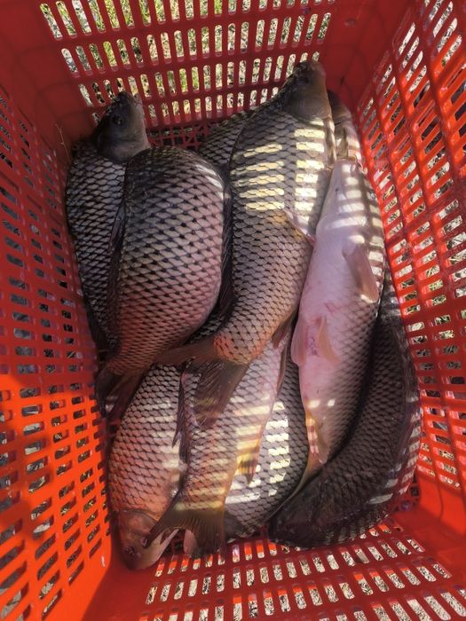 Живая рыба tirik baliq тирик балик сотилади Sazan сазан Талсталоб t