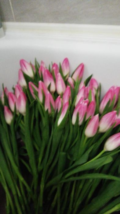 Тюльпаны оптом от 420