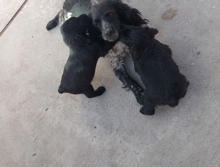 Продам щенков спаниеля