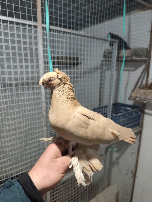 Голуби оба самцы