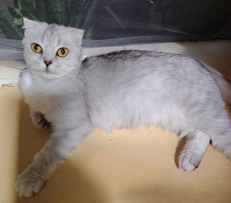 Mushuk Scottish Fold