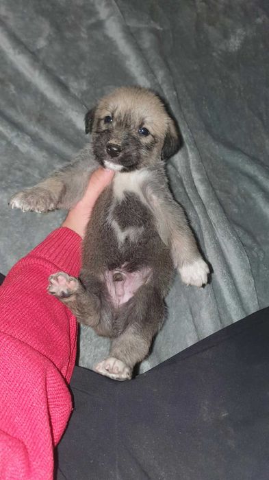 Pui metiș de Schnauzer Uriaș spre adopție / dresat la cerere