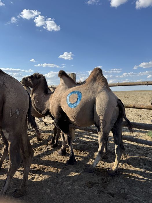 Жақсы семіз тайлақтар