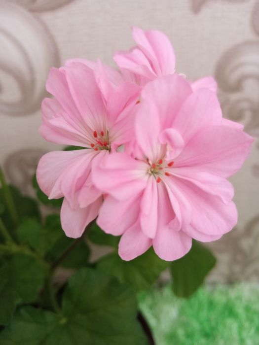 Продам очаровательную  махровую герань