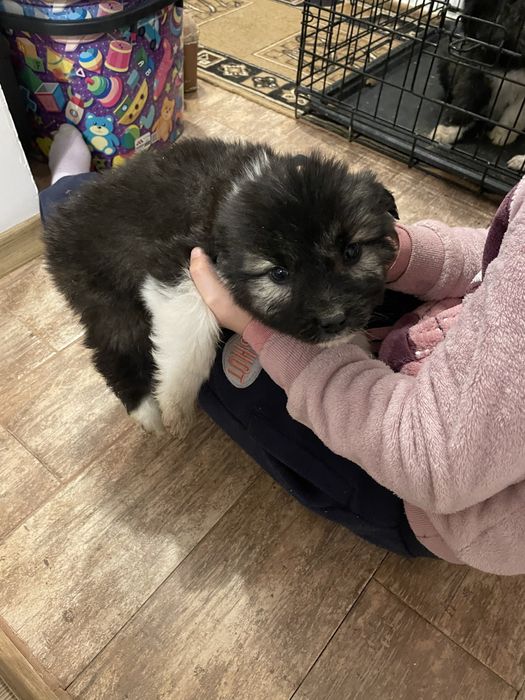 Donez catelusi ciobanesc mioritic