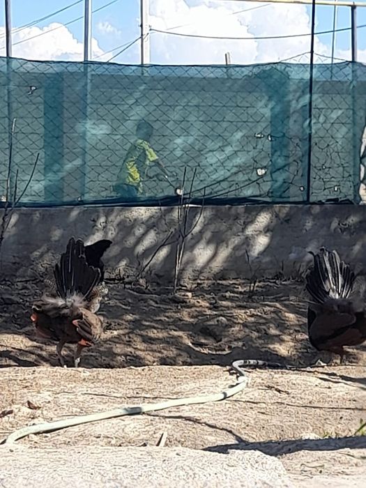 Павлин 3 еркек 1 ұрғаш