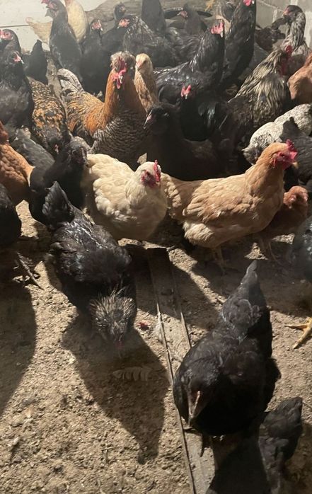 Продам куры домашние