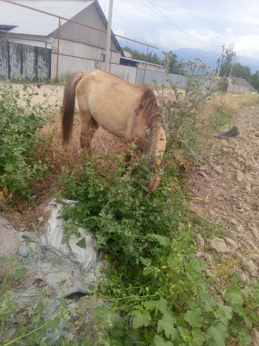 Жақсы жорға жылқы