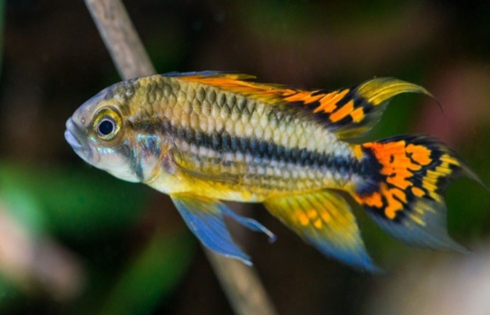 Продам двух самцов Апистограмма Какаду