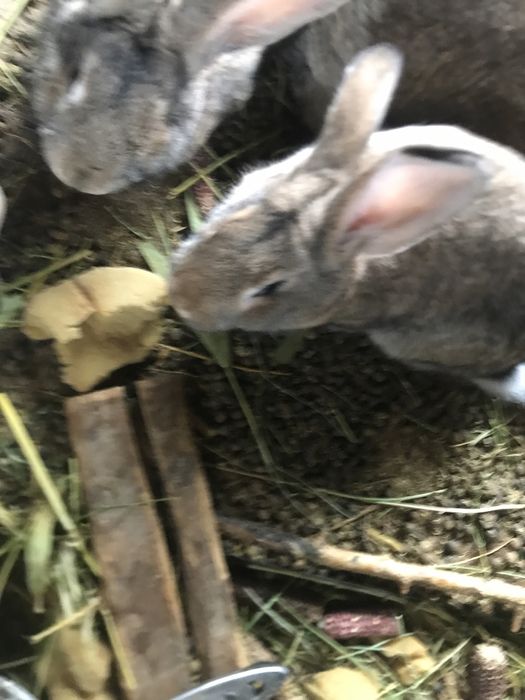 Кролики продам