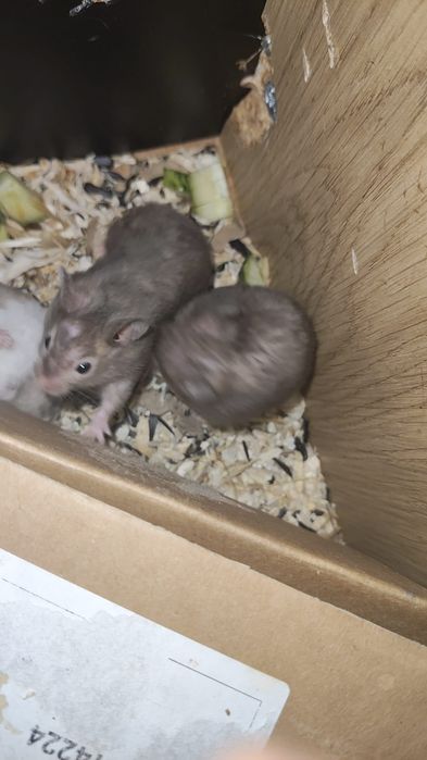 Hamster sirian de vanzare