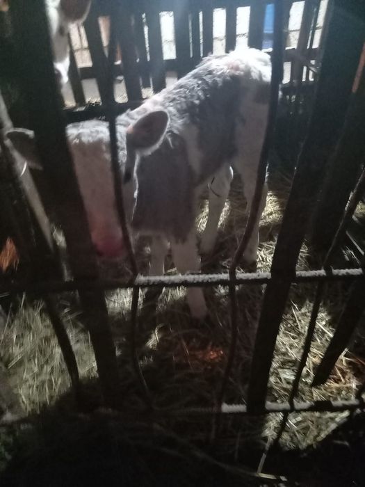 Продам 2 тёлочки