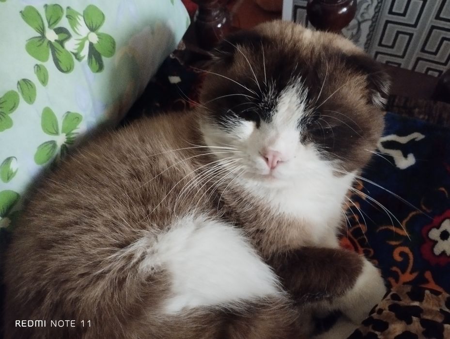Продается породистый кот веслоухий 9 месяцев