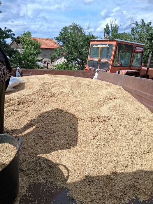 Vând ovăs de toamna