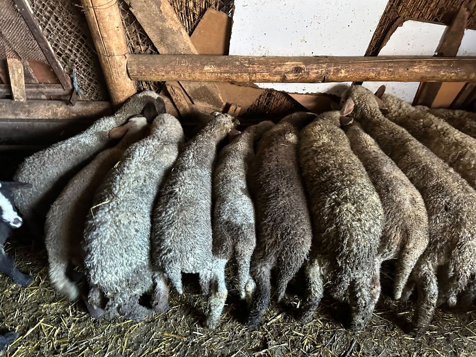 Агнета около 25 кг