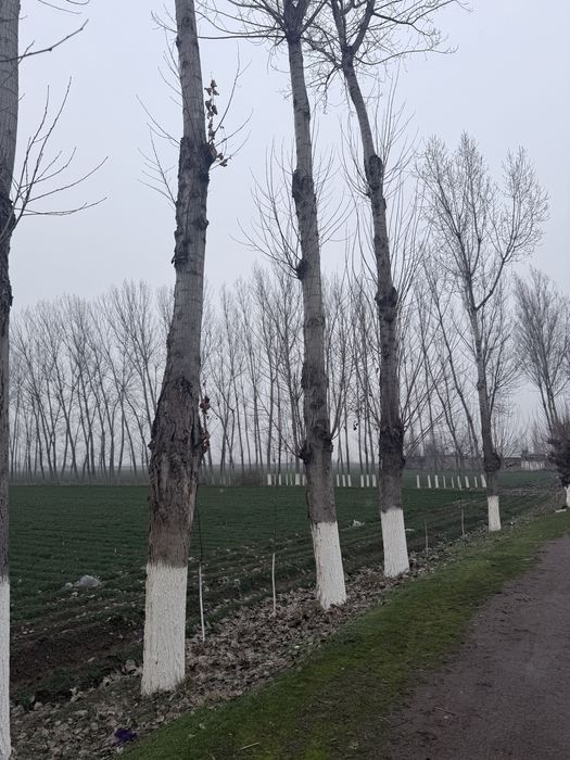 Терак сотилади | Terak sotiladi срочный