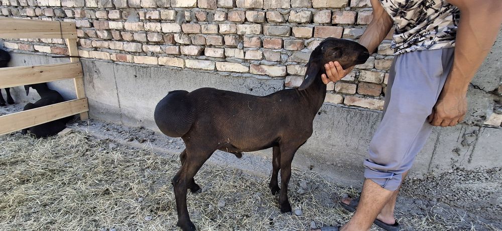 Nasildor husori qoʻylar bor