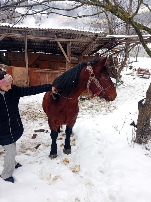 Armasar de vânzare de 5 ani