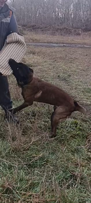 Щенки бельгийской овчарки