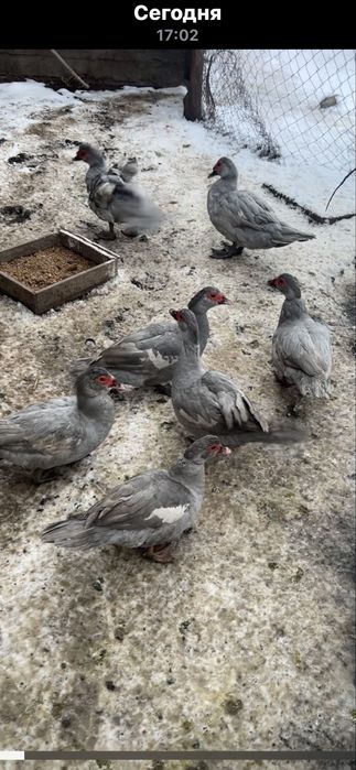 Индоутка Лаванда