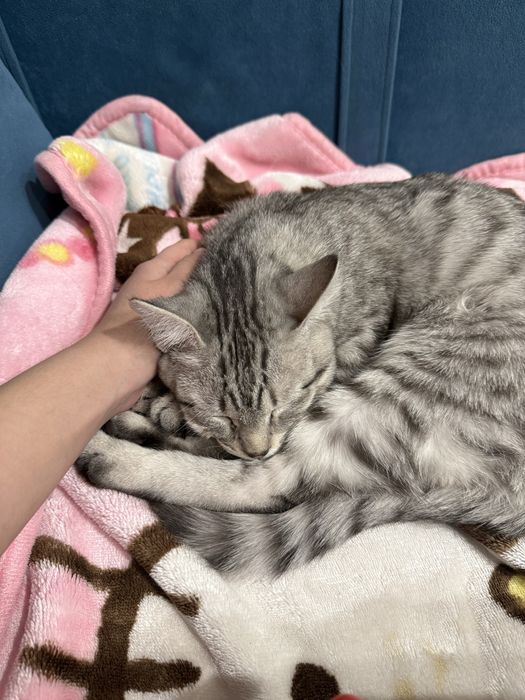 Котенок 4 месяца