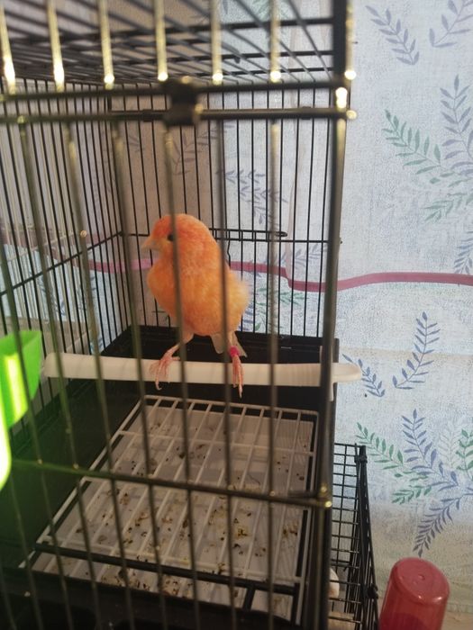 Конарейка придаётся