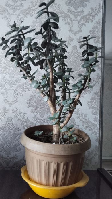 Домашние цветы разное