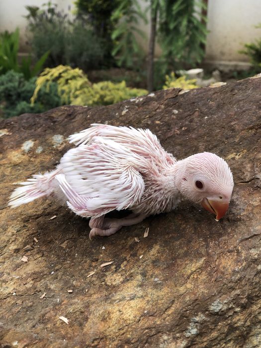 Papagali blanzi de la crescatorie pui Micul Alexandru Alexander