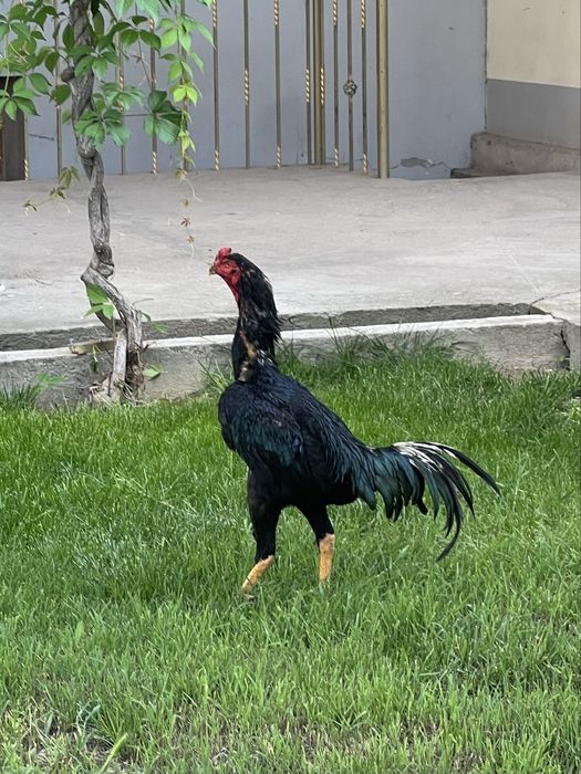 Dakan xoroz toza zotdor
