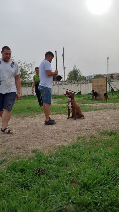 Дрессировка вашего  питомца. Инструктор Кинолог!