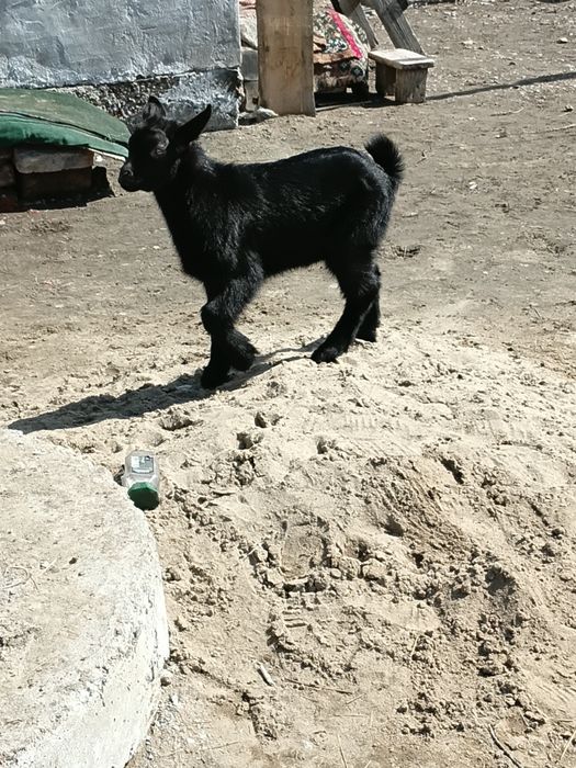 Парода альпийски