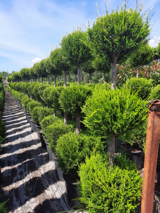Spirale si alte specii de plante
