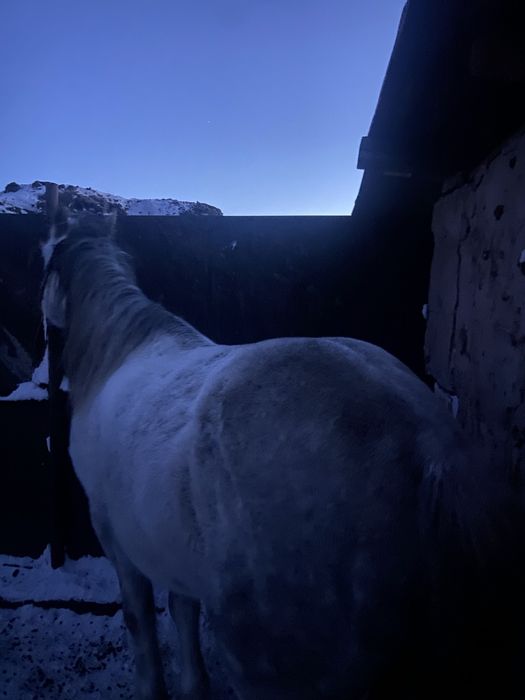 Айғыр  6-ға шығады