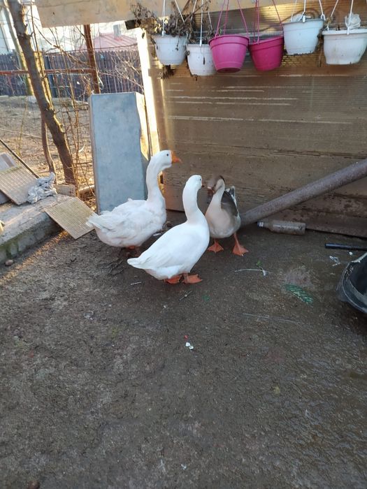 de vânzare gaste lesesti