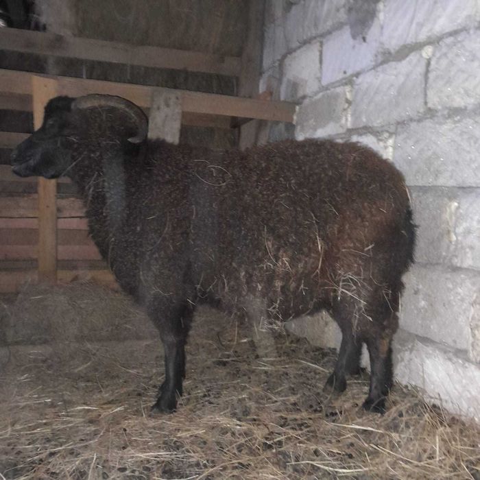 Ешкі сатылады, продам козу