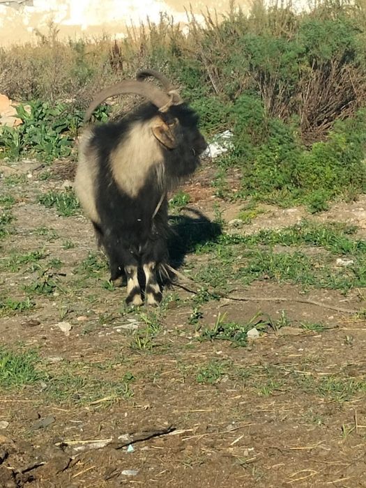 Продам козла на племя