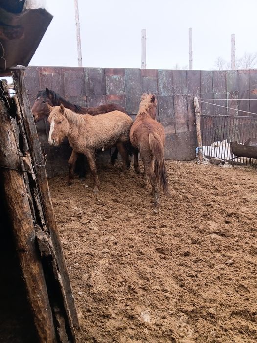 Продам откормленых лошадей