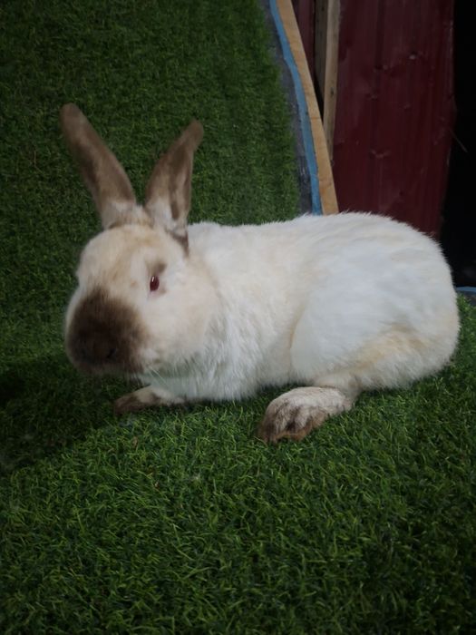 Kaliforniya ishlashga tayyor