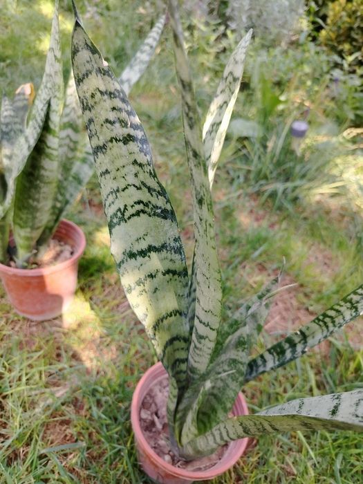 Сансевиерия (Sansevieria) — 30 см