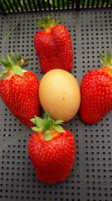 Разсад ягоди и малини