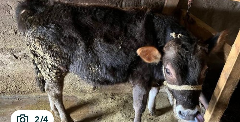 Прадаётся бычки алатау